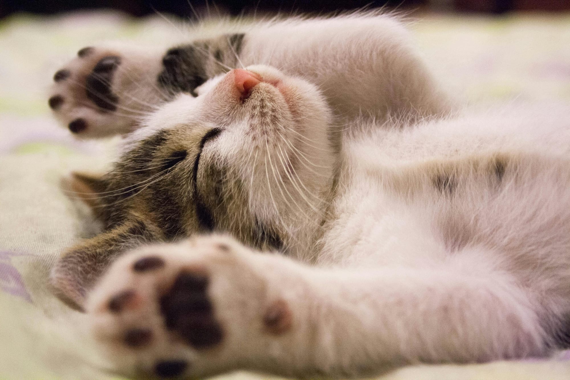 Sleep Hygiene 101: The Science of Sleep and Habits for Better Mental Health